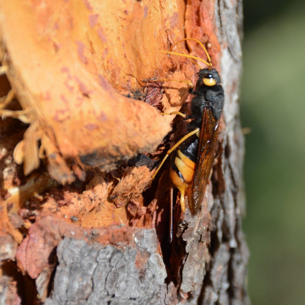 Tremex fuscicornis? no, Urocerus gigas